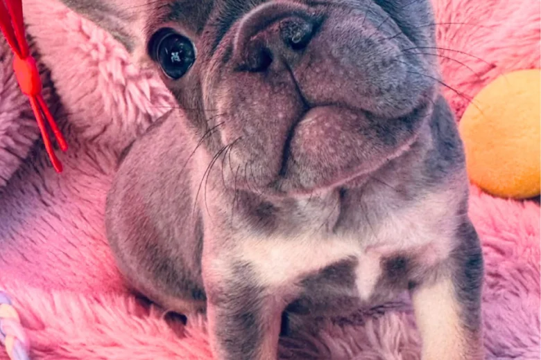 French Bulldog