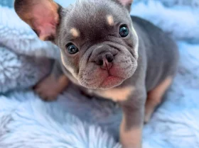 French Bulldog