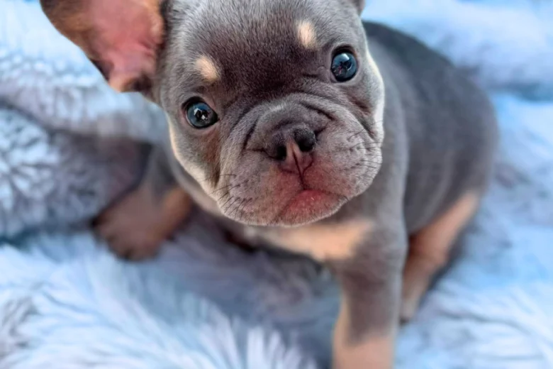 French Bulldog