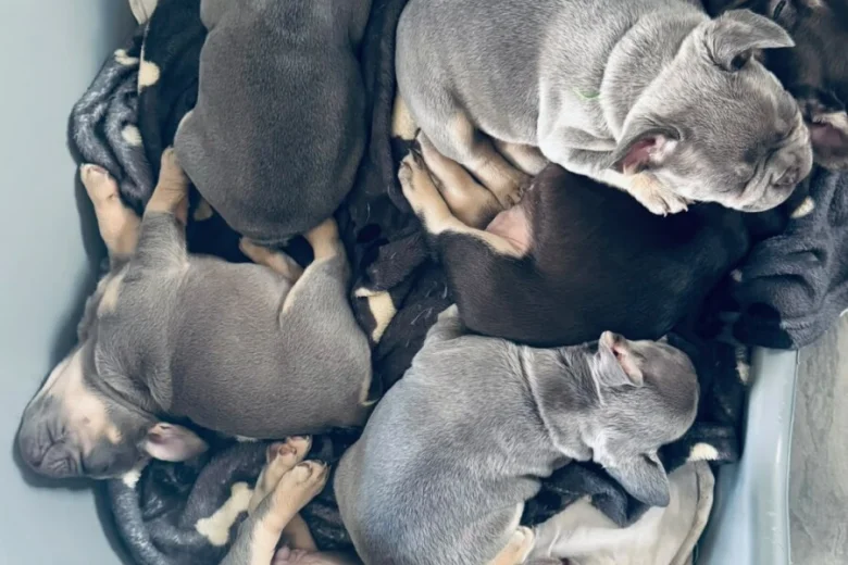 French Bulldog