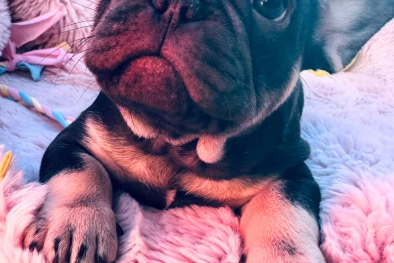 French Bulldog