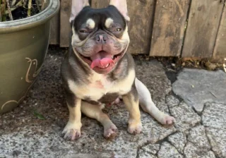 Stud