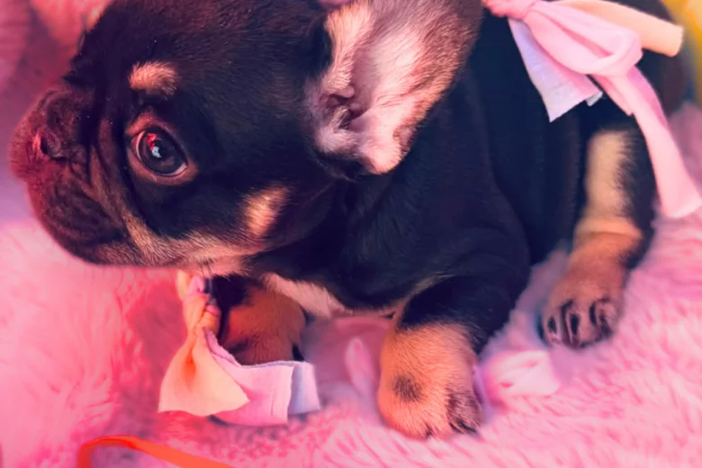 French Bulldog