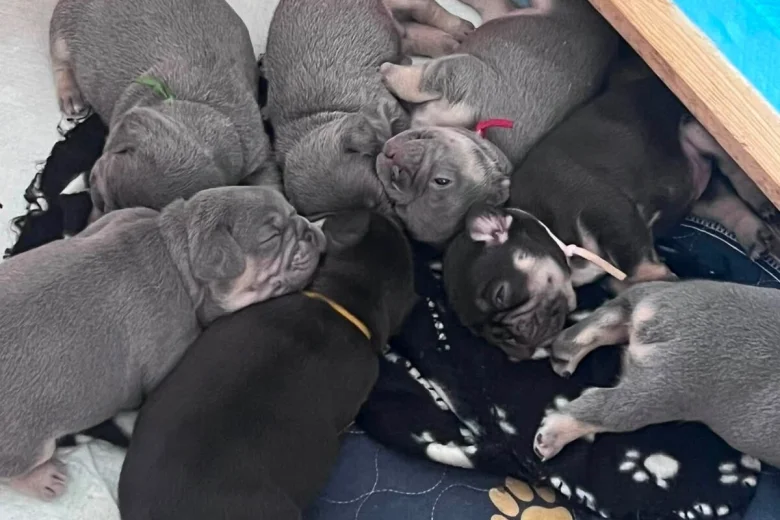 French Bulldog