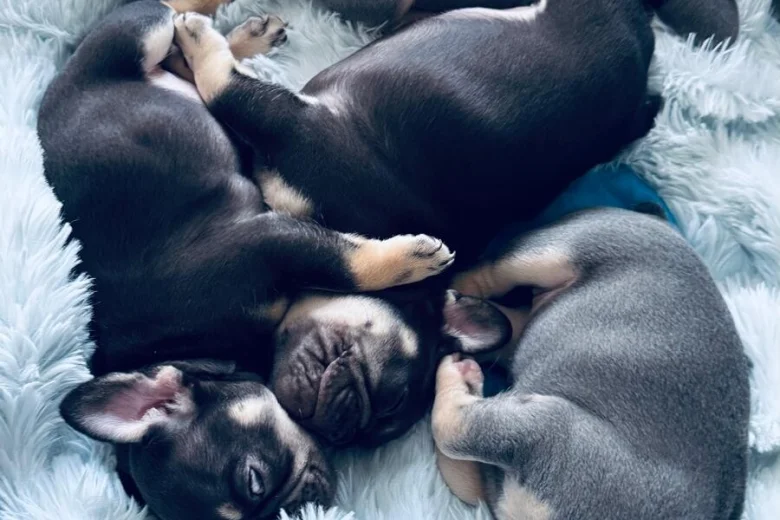 French Bulldog