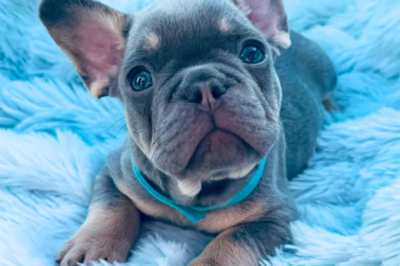 French Bulldog