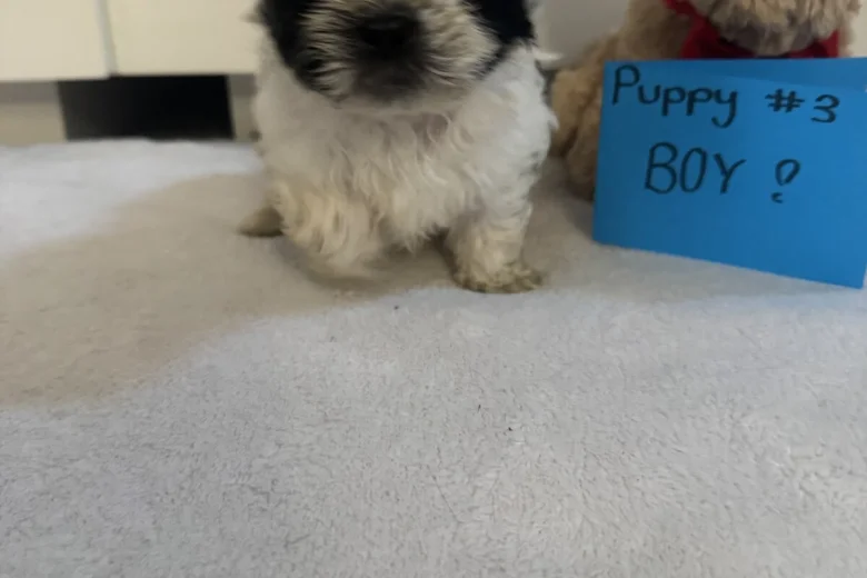 Shih Tzu