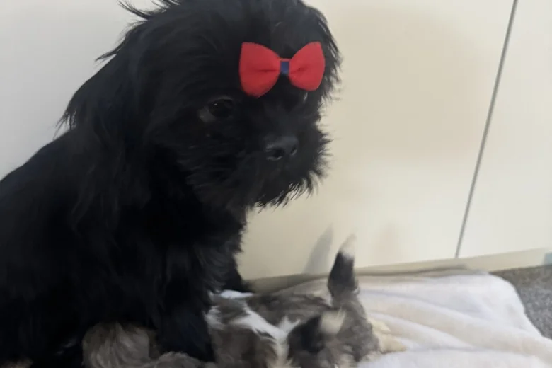 Shih Tzu