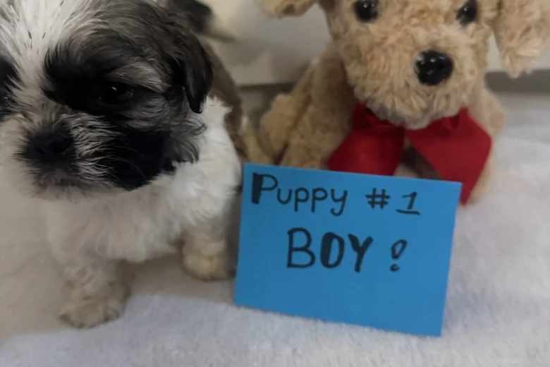 Shih Tzu
