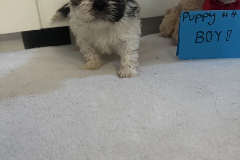 Shih Tzu