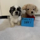 Shih Tzu