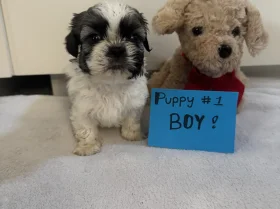 Shih Tzu