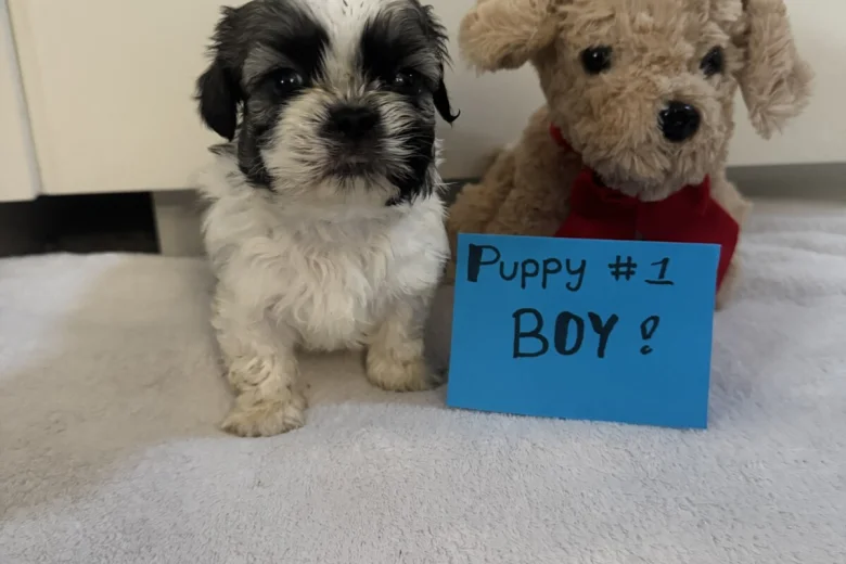 Shih Tzu
