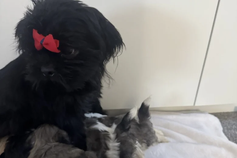 Shih Tzu