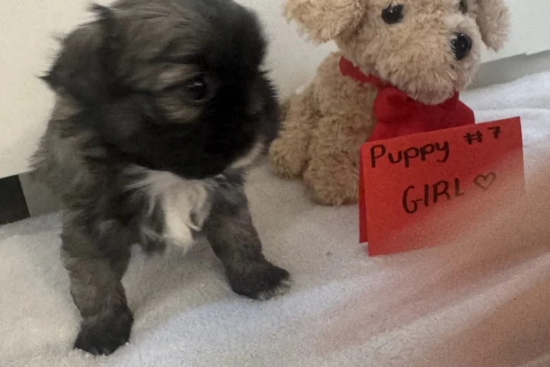 Shih Tzu