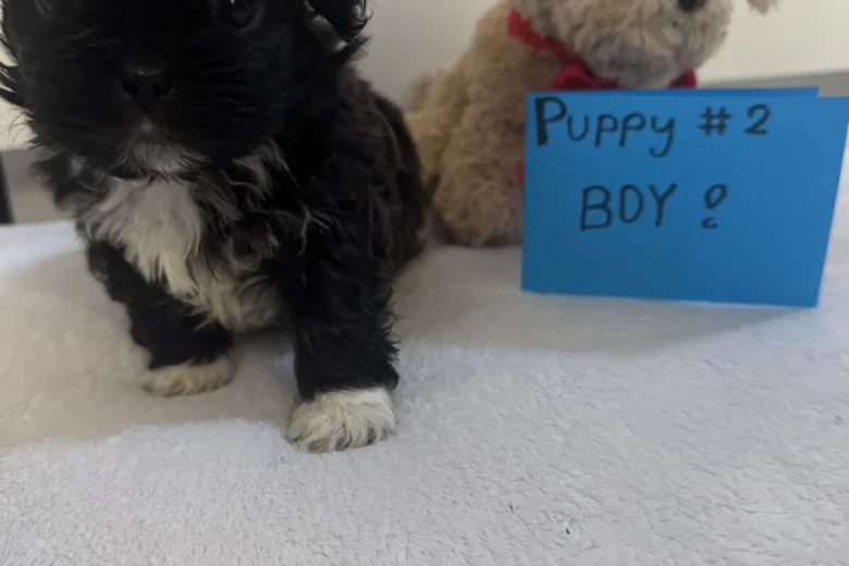 Shih Tzu