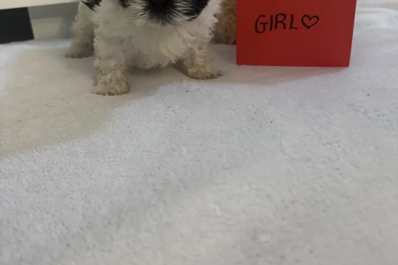 Shih Tzu