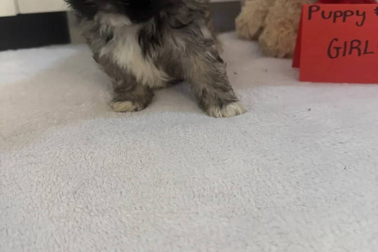 Shih Tzu