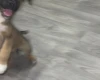 Mixed Breed