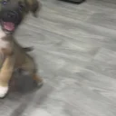Mixed Breed