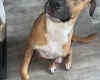 Mixed Breed