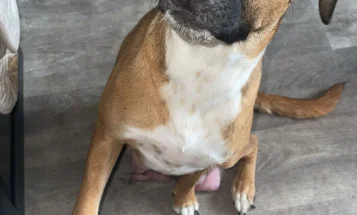 Mixed Breed