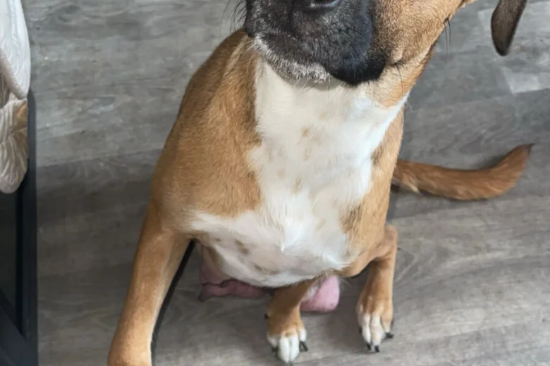 Mixed Breed