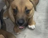 Mixed Breed