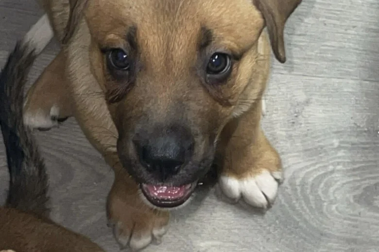 Mixed Breed