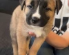 Mixed Breed