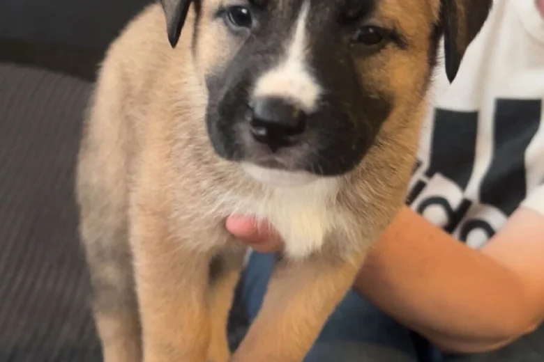 Mixed Breed