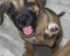 Mixed Breed