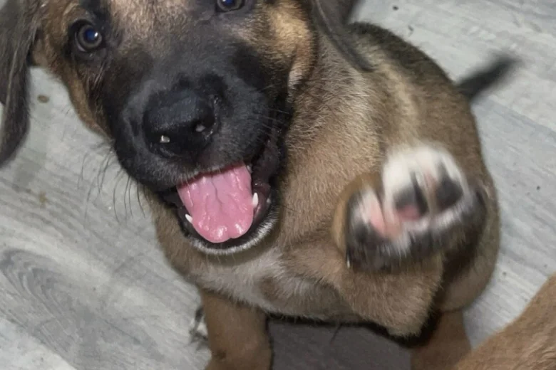 Mixed Breed
