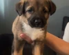 Mixed Breed