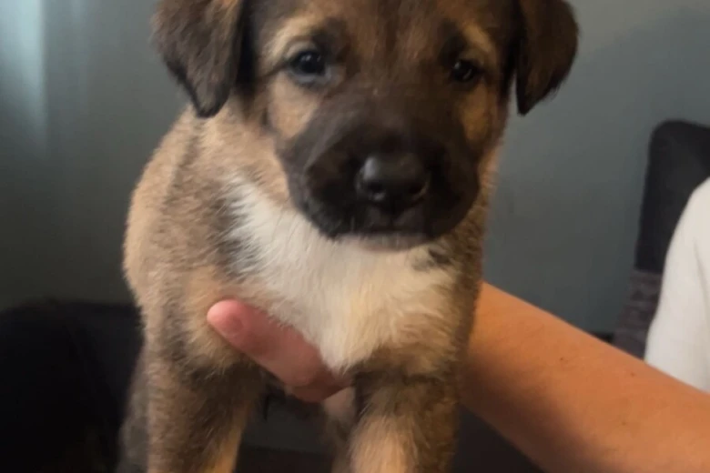 Mixed Breed