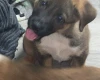 Mixed Breed