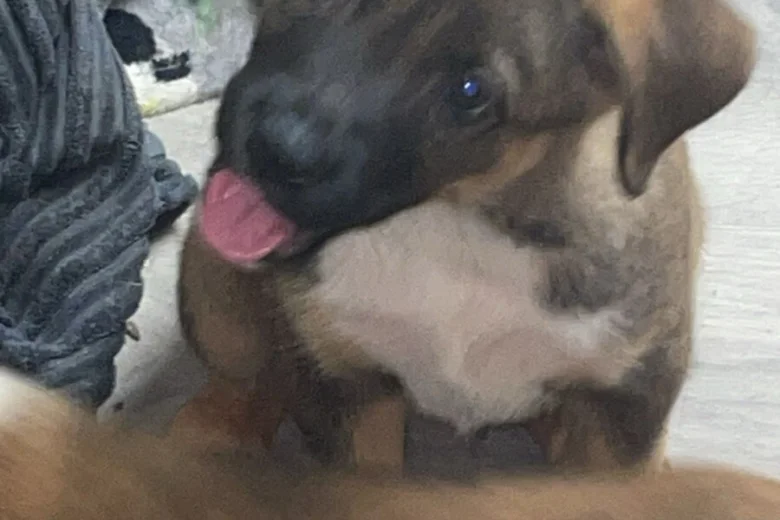 Mixed Breed