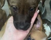 Mixed Breed