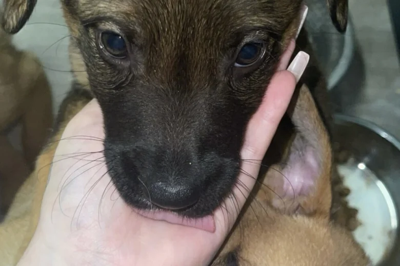 Mixed Breed