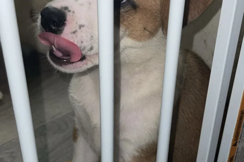 Mixed Breed