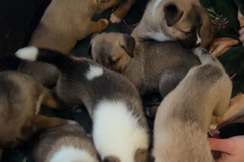 Mixed Breed