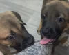 Mixed Breed