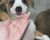 Mixed Breed