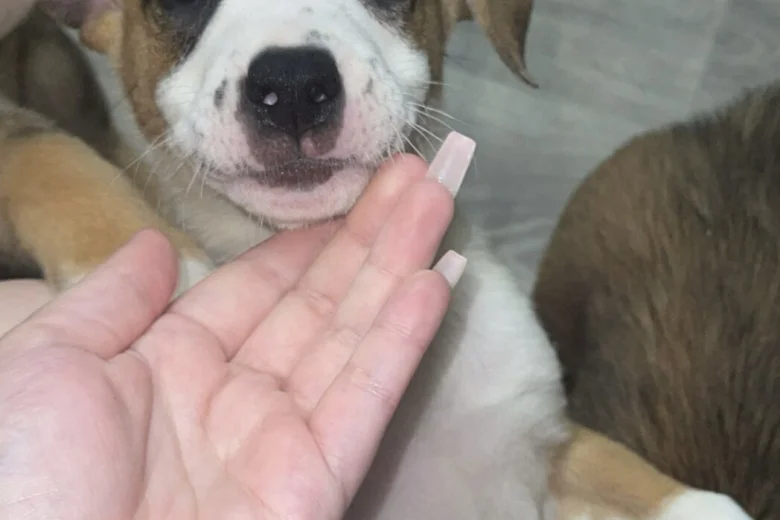Mixed Breed