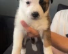 Mixed Breed