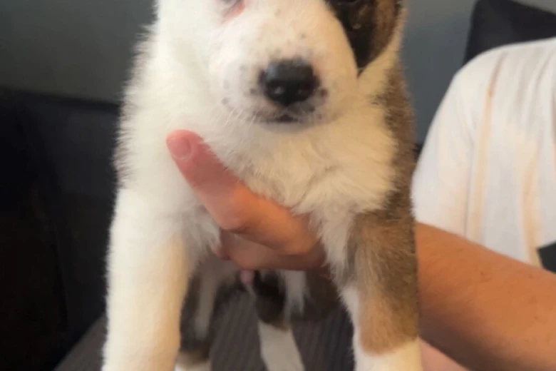 Mixed Breed
