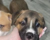 Mixed Breed