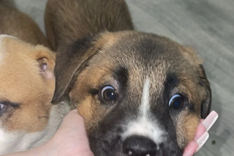 Mixed Breed