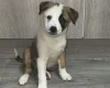 Mixed Breed
