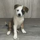 Mixed Breed